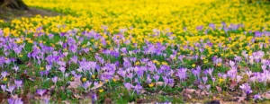 a meadow of flowers with bright violet and yellows